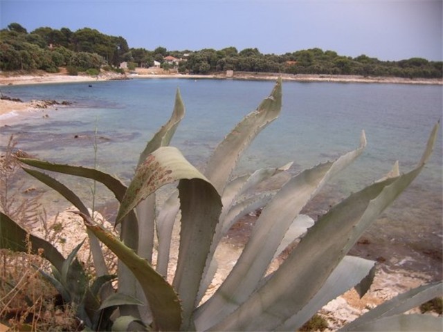 agave